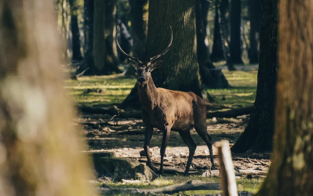 Hirsch im Wald